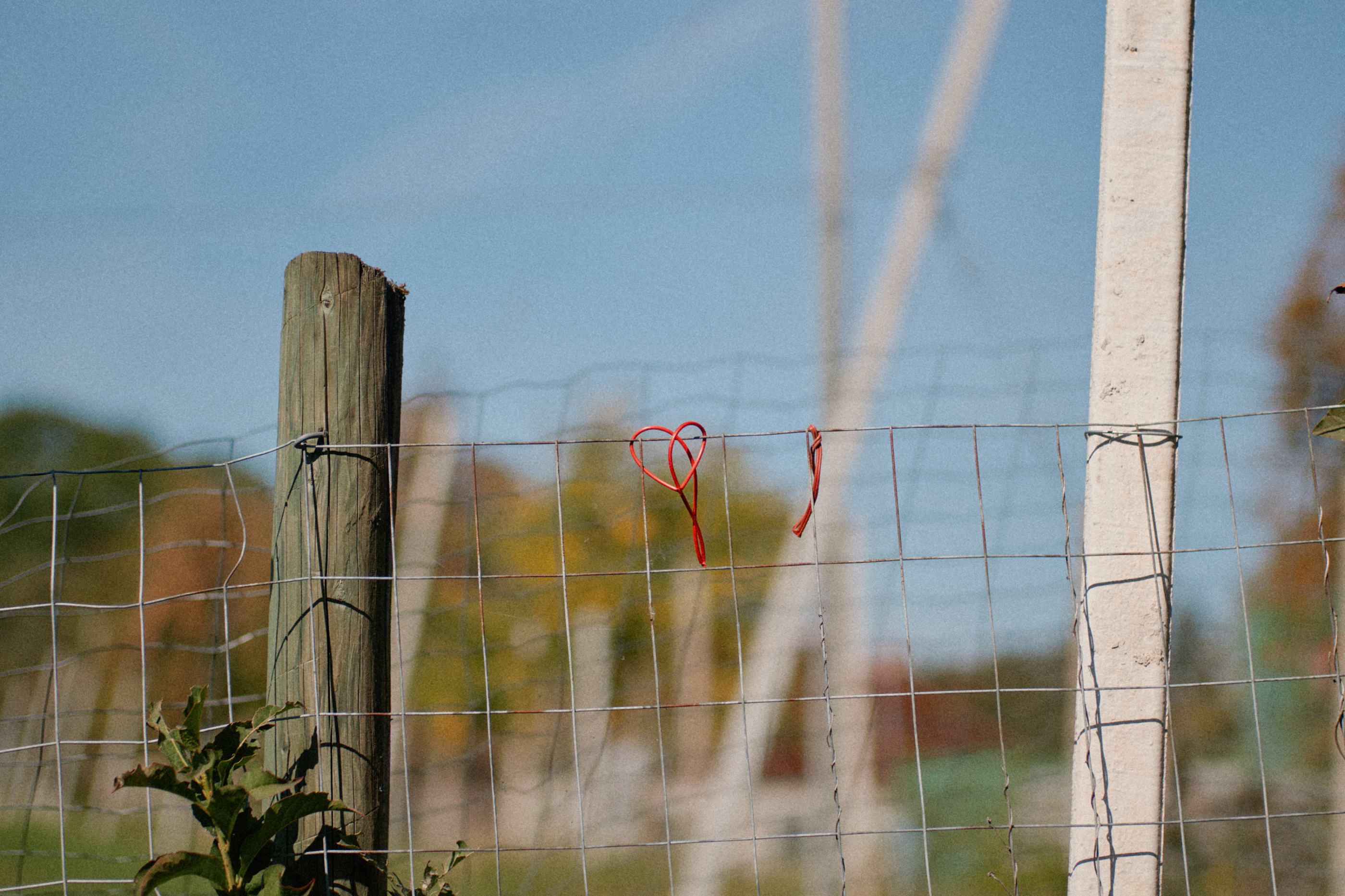LEICA M11 P L1007867