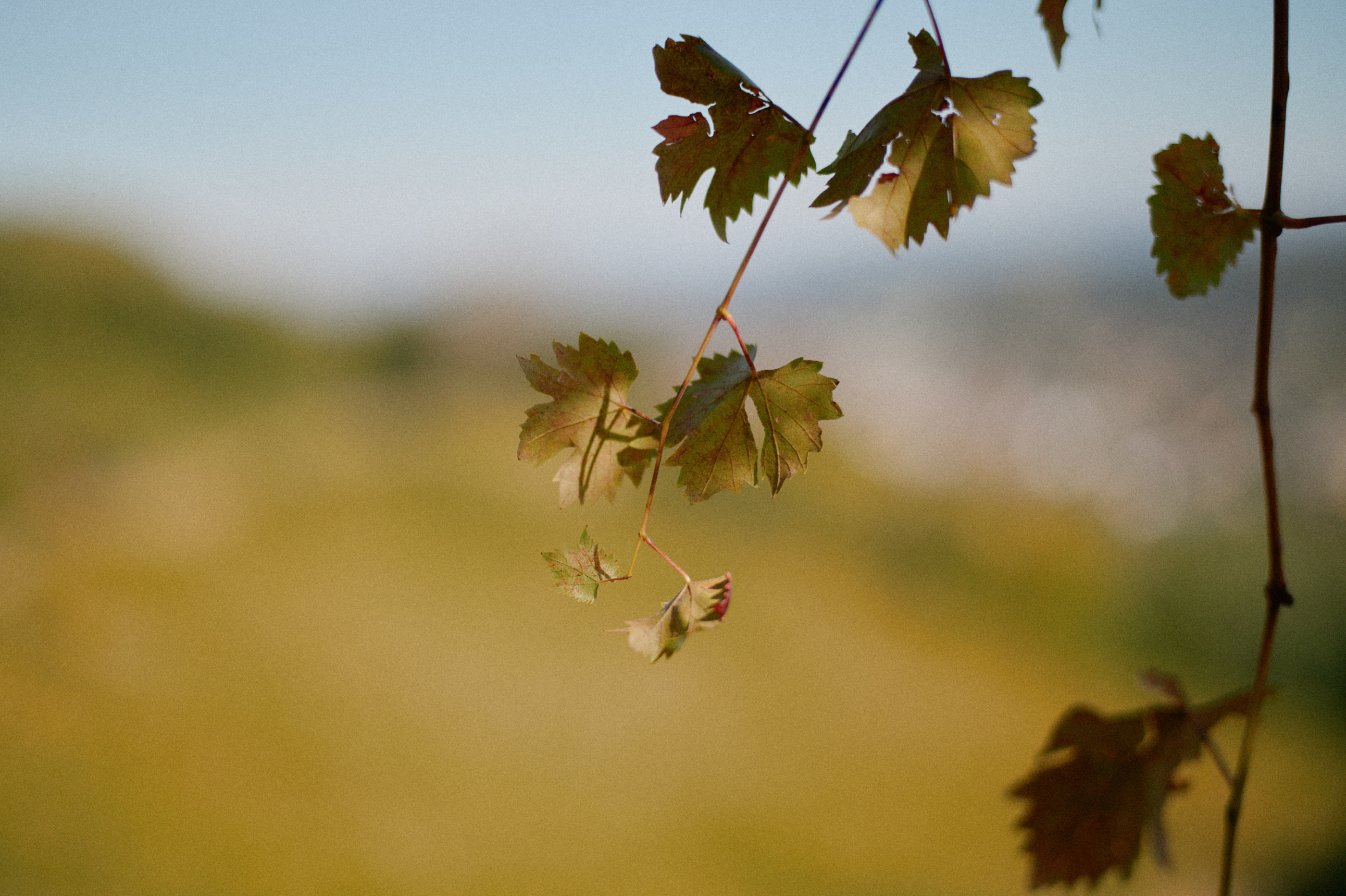 LEICA M11 P L1007888