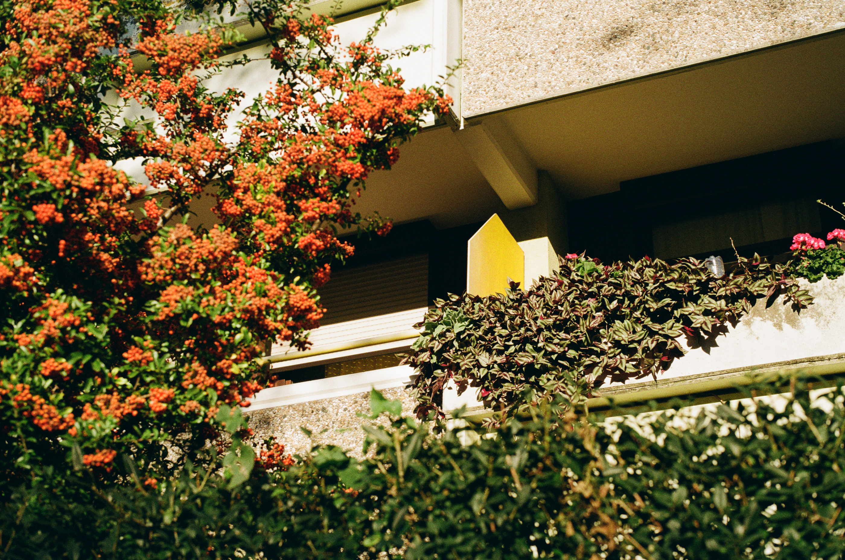 Kodak Gold 200