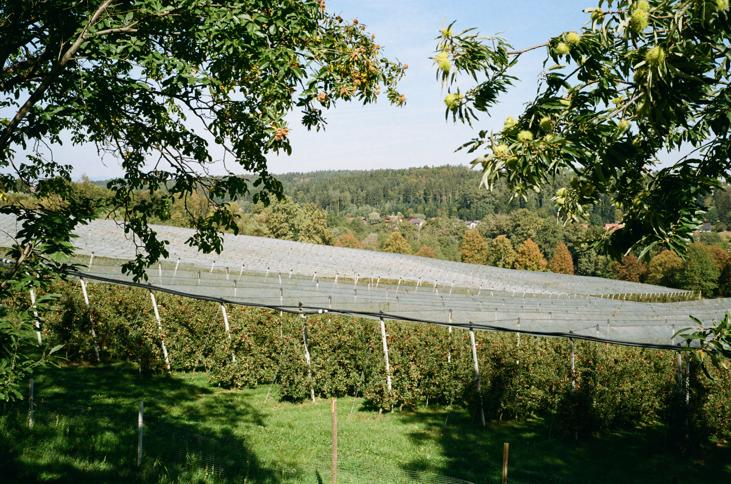 Kodak Gold 200