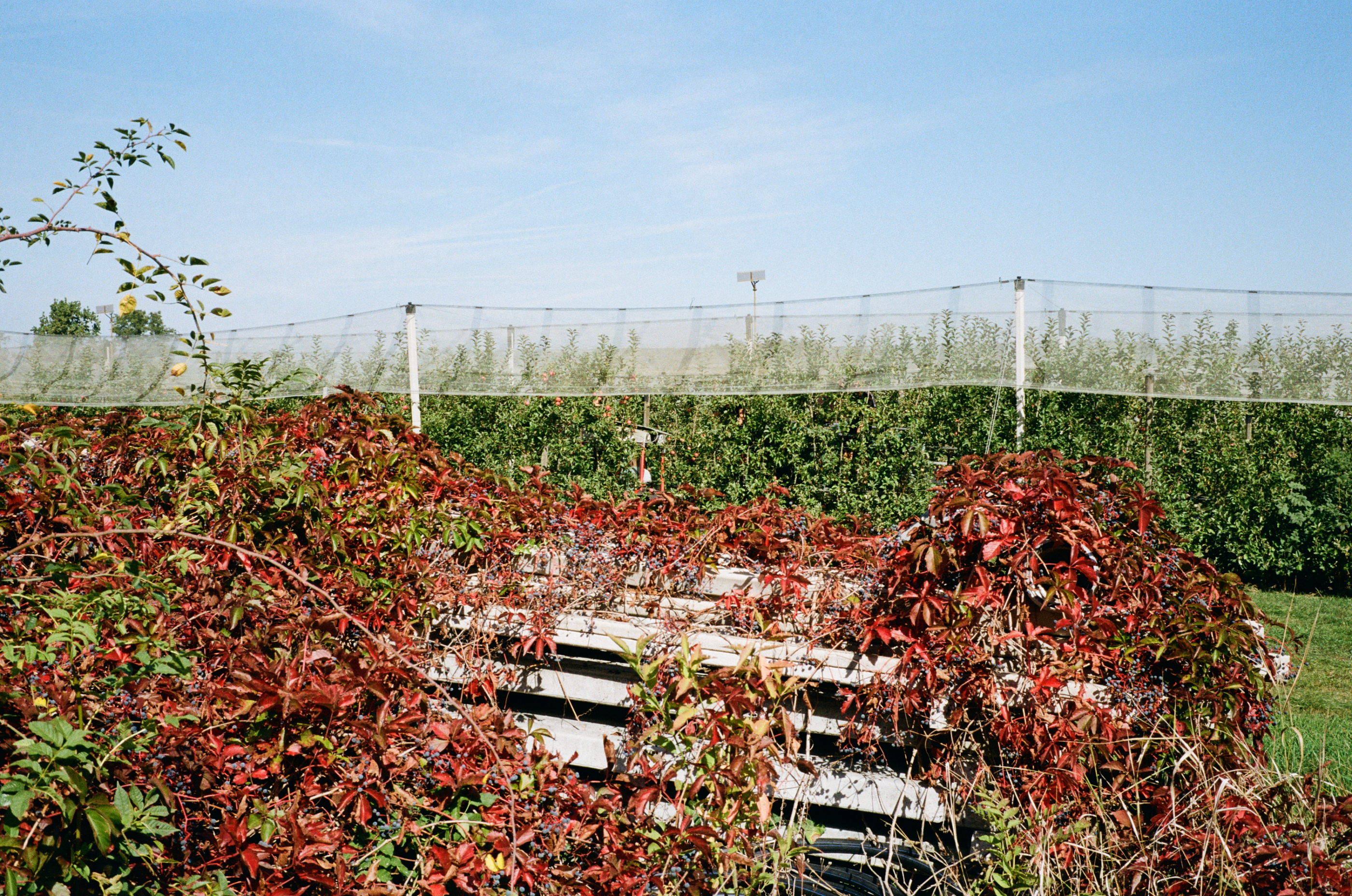 Kodak Gold 200