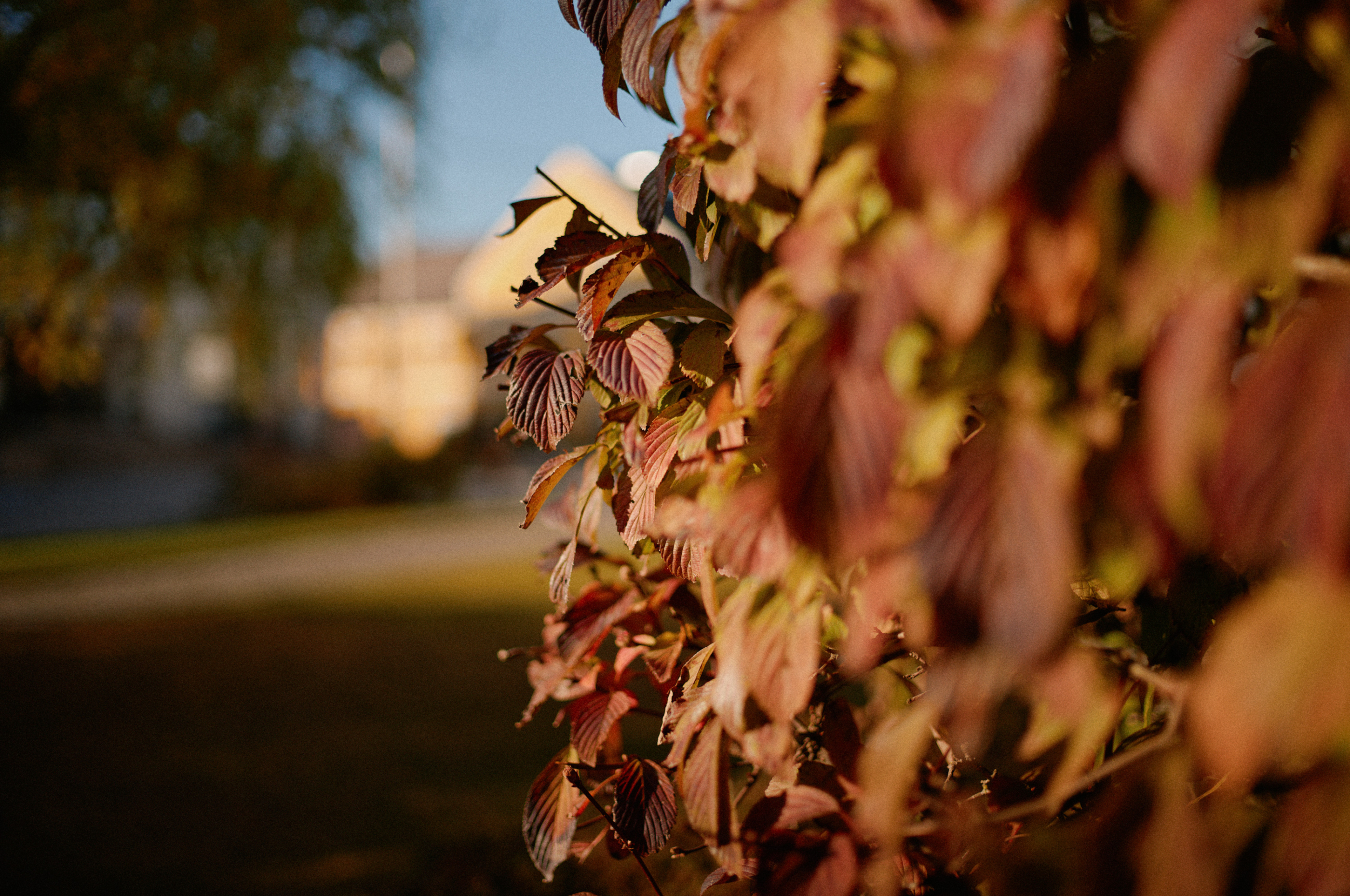 LEICA M11 P L1007982