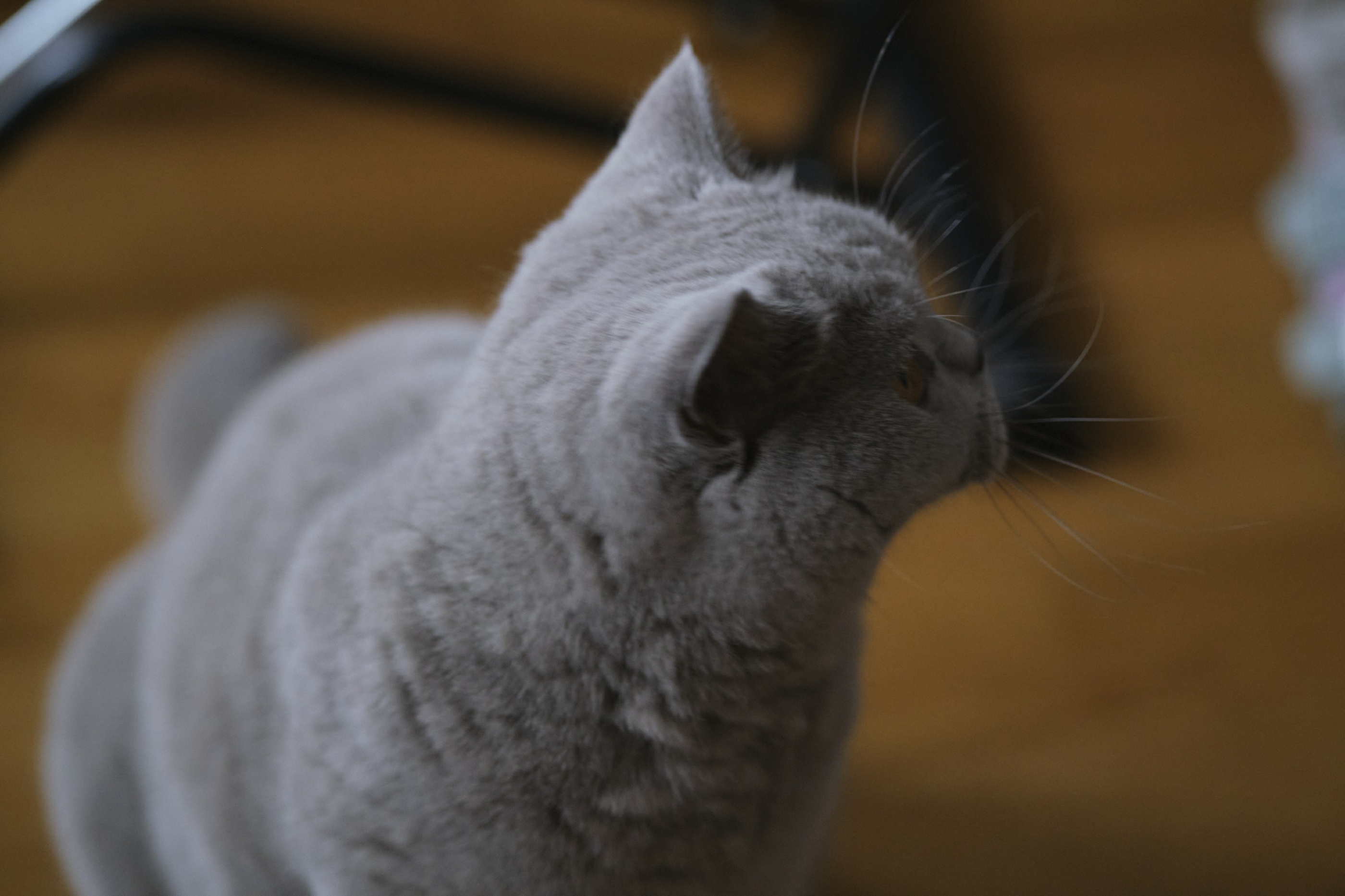 FUJIFILM X Pro3 DSCF0632