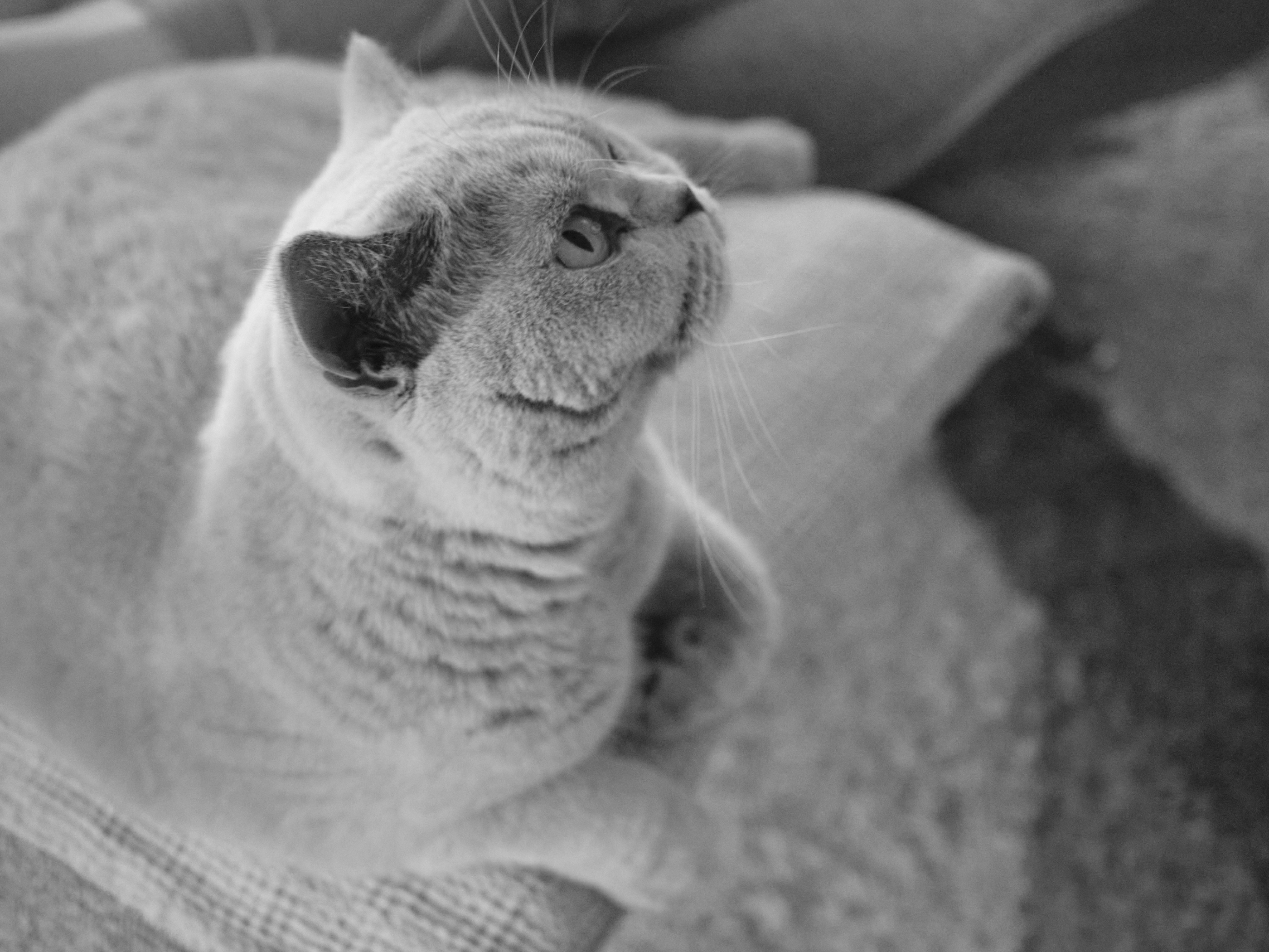 FUJIFILM GFX100 RF DSCF1036