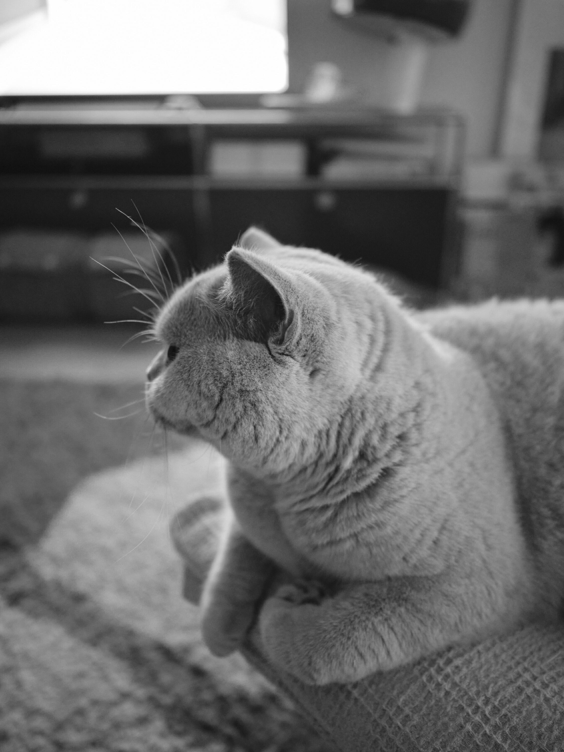 FUJIFILM GFX100 RF DSCF1038